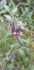 Solanum dulcamara