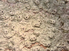 Pertusaria pustulata