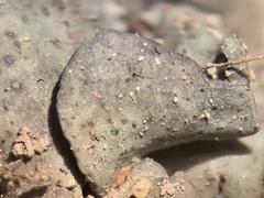 Dermatocarpon luridum