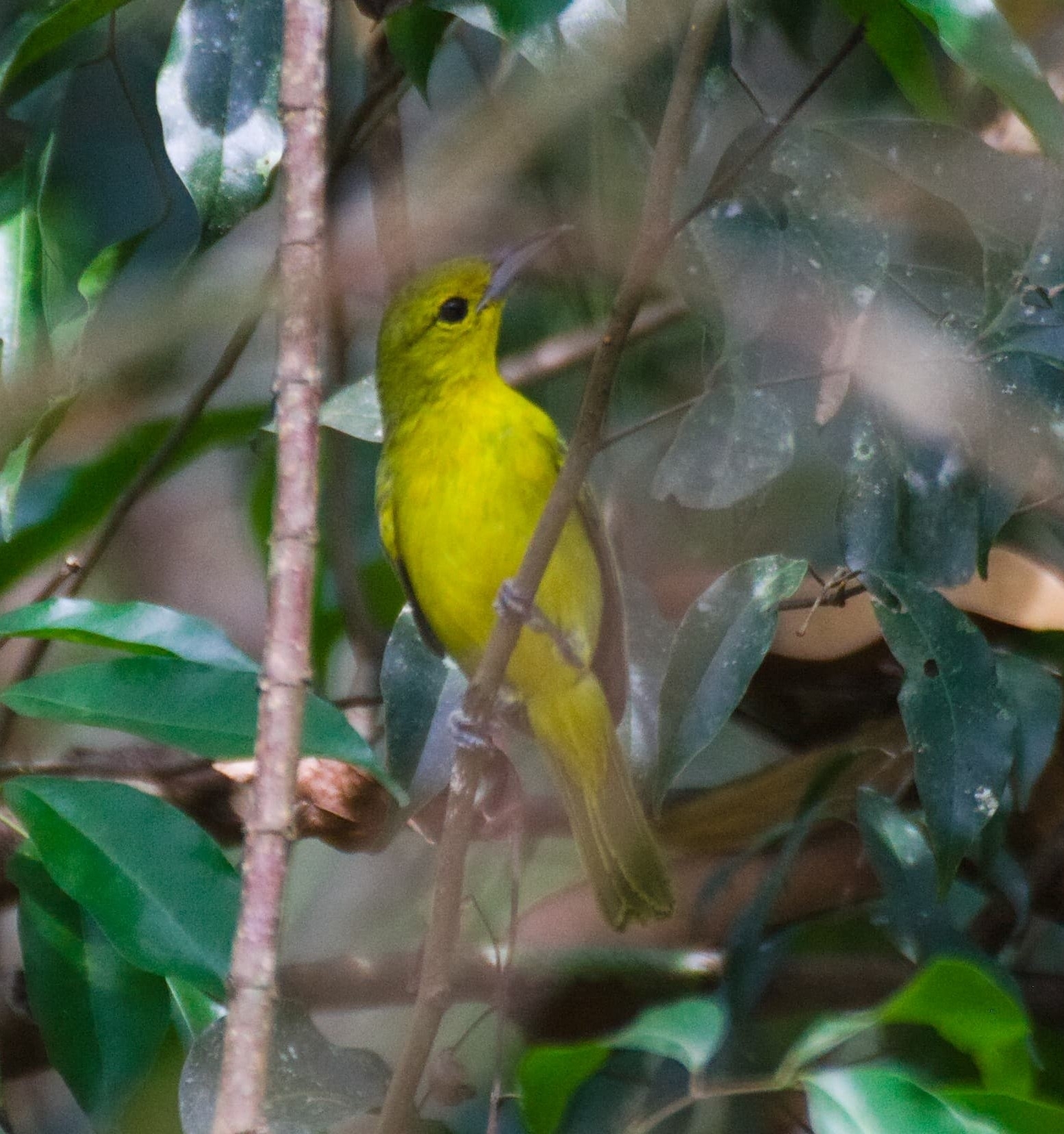 Great Iora (Aegithina lafresnayei), photo 6