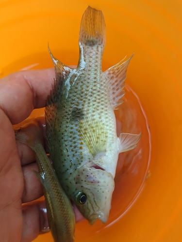 Chiapas-cichlide (Chiapaheros grammodes) — Cichlidae — 2