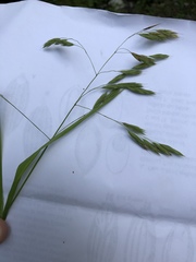 Bromus latiglumis