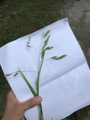 Bromus latiglumis