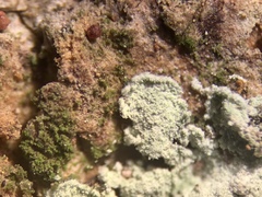 Lepraria normandinoides