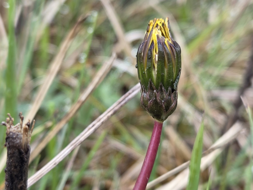 Dandelion