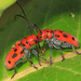 Milkweed Longhorn Beetles - Photo (c) Judy Gallagher, some rights reserved (CC BY), uploaded by Judy Gallagher