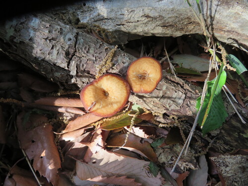Lentinus arcularius