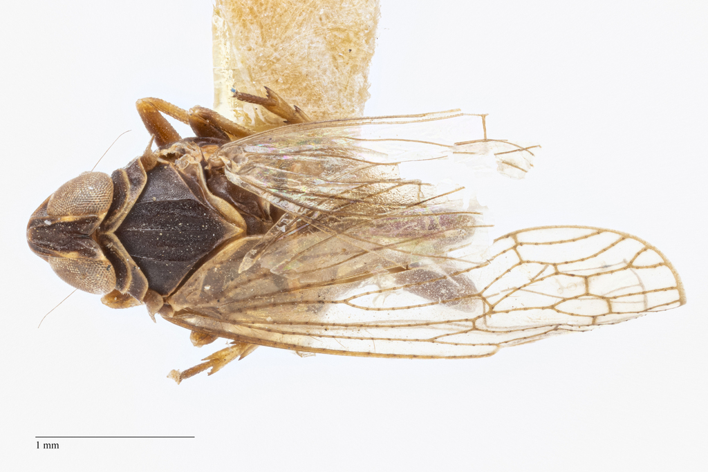 Melanoliarus nanatus