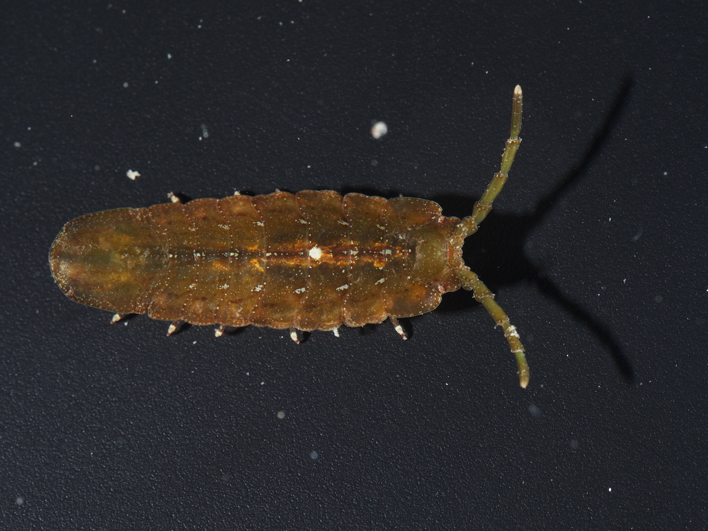 Cleantiella isopus