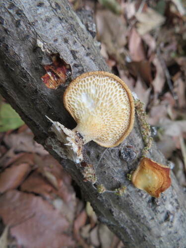 Neofavolus alveolaris