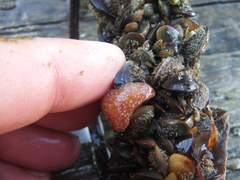 Distaplia occidentalis