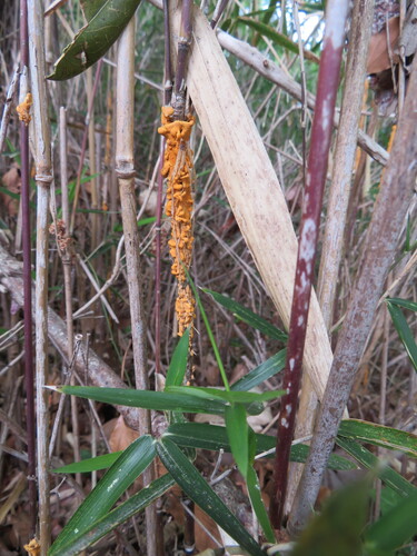 Stereostratum corticioides
