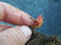 Boltenia villosa