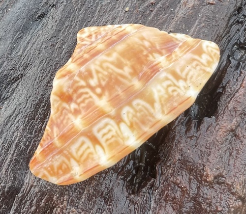 Harpa crenata observed 2025-04-18