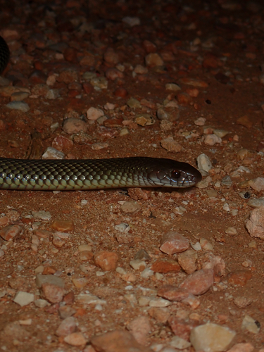 Mulga Snake sighting