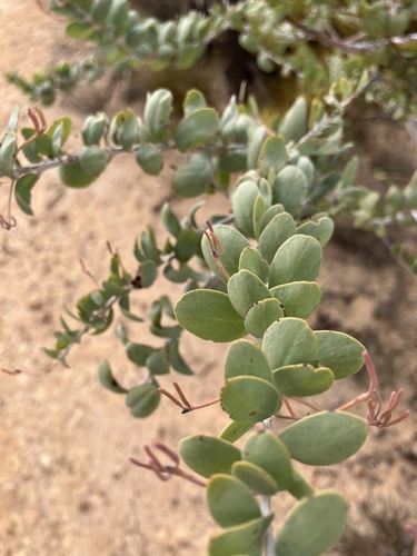 Acacia merrickiae