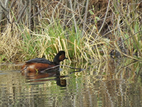 Zampullín cuellinegro (Podiceps nigricollis)