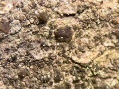 Intralichen lichenum