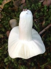 Russula albidula