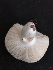 Russula albidula