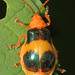 Larger Elm Leaf Beetle - Photo (c) Judy Gallagher, some rights reserved (CC BY), uploaded by Judy Gallagher