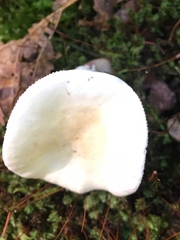 Russula albidula