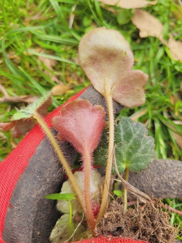 Image of Saxifraga stolonifera by no rights reserved
