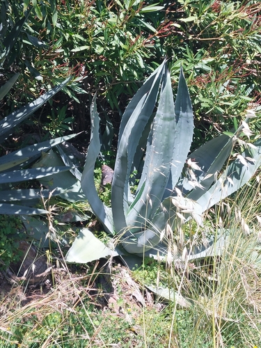 Avistamiento Pita (Agave americana)