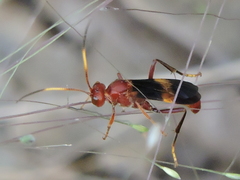Trogomorpha arrogans