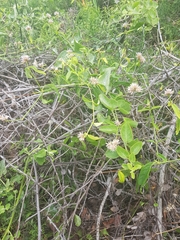 Alternanthera echinocephala