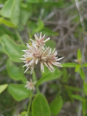 Alternanthera echinocephala