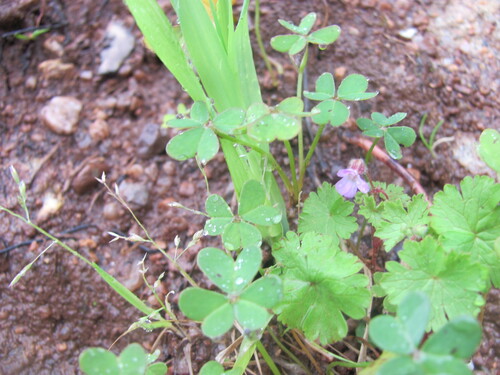 Geranium rotundifolium iNat (3)