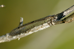 Nemoleon notatus