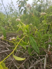 Alternanthera echinocephala