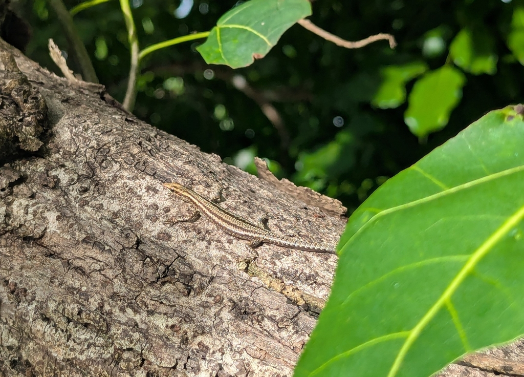 New Guinea Snake-eyed Skink (Cryptoblepharus novaeguineae)