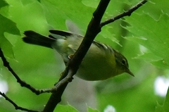 Setophaga americana image