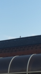 Streptopelia decaocto