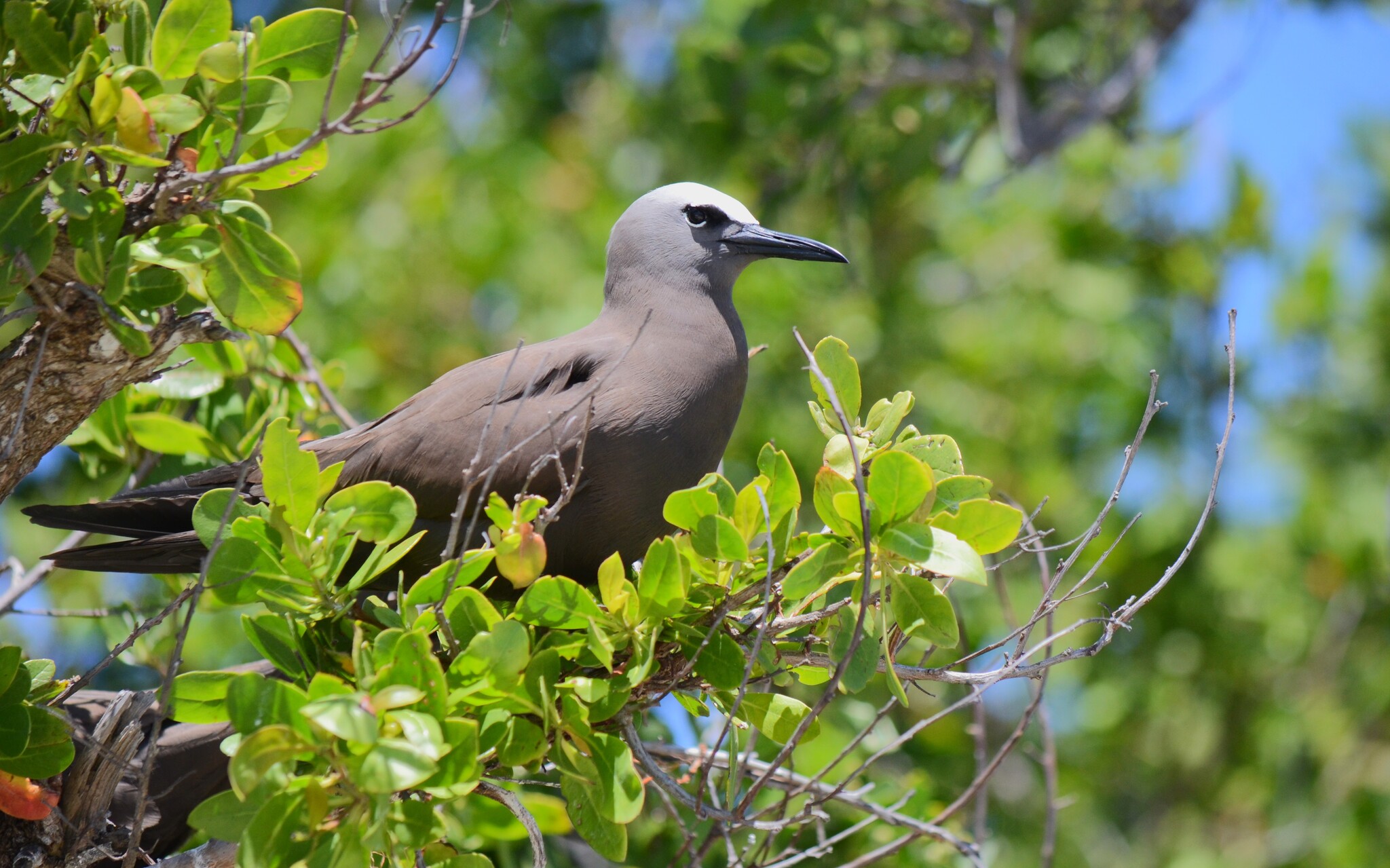 Brown Noddy