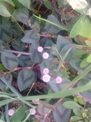 Persicaria capitata