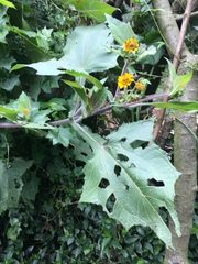 Smallanthus sonchifolius