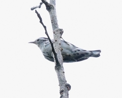 Mniotilta varia image