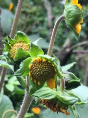 Smallanthus sonchifolius