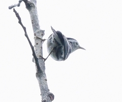 Mniotilta varia image