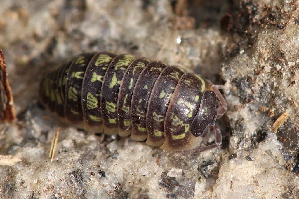 Versicolored Pill Woodlouse