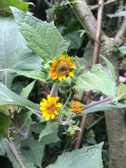 Smallanthus sonchifolius
