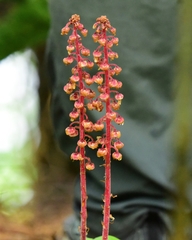 Pterospora andromedea image