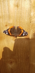 Vanessa atalanta