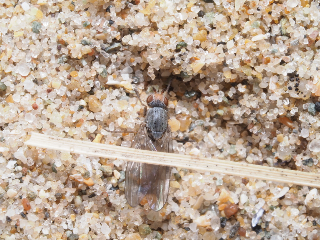 Tephrochlaena oraria