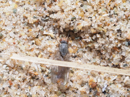 Tephrochlaena oraria