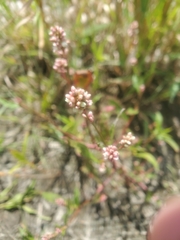 Persicaria